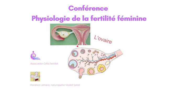 physiologie fertilite feminine